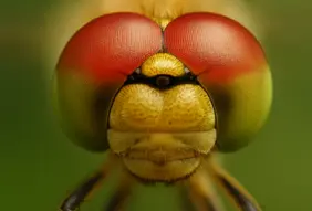 Each eye consists of thousands of individual facets that together create a seamless 360-degree field of vision and detect movement with almost 100 per cent accuracy (©SDT).