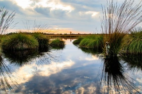 Moore spielen beim Klimaschutz eine wichtige Rolle (Foto: Pixabay).